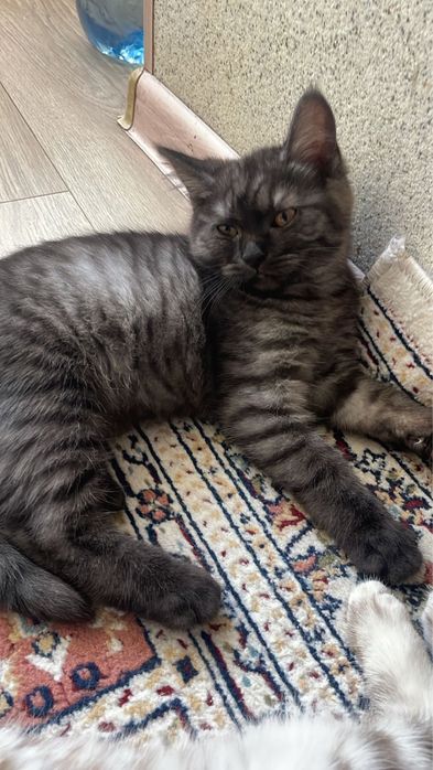 Отдам в хорошие руки