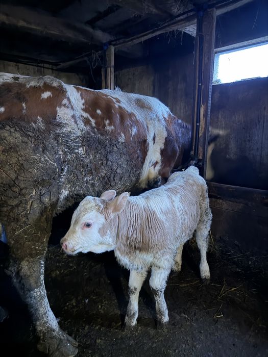 Vând vacă cu vițel