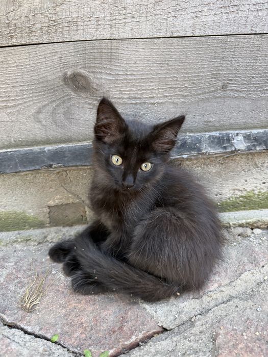 Котята маленькие
