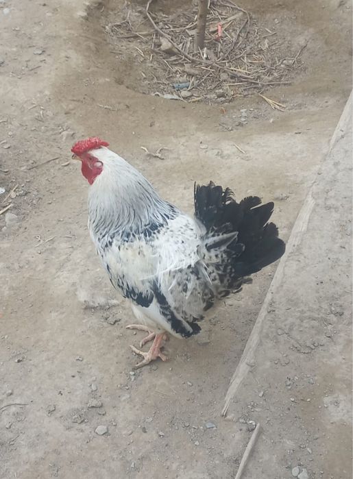 Кораз Қораз сатамын