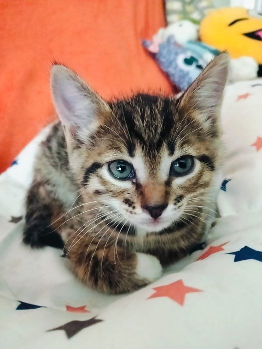 Отдам котят , мальчики