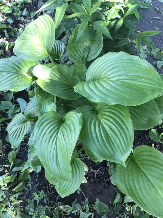 Хоста крупнолистная