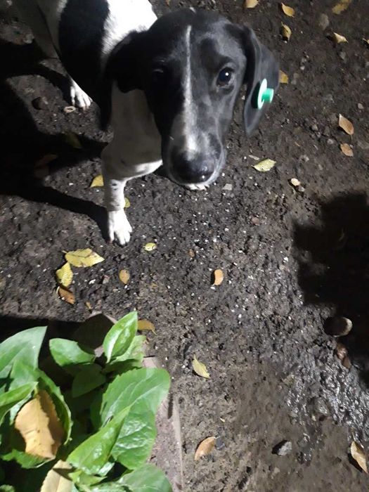 Найдена собачка!