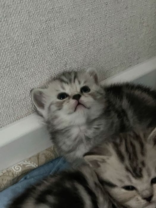 Британские котята