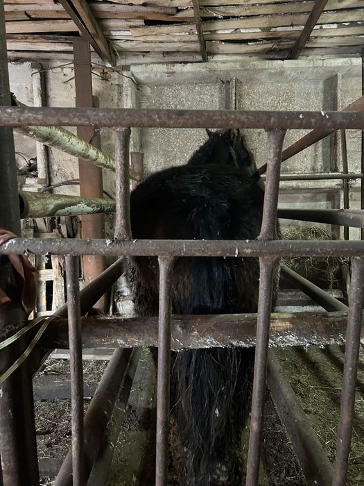 Продам тай 1,5 годовалые