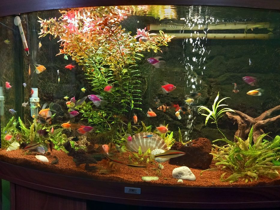 Pesti ,plante și acvarii