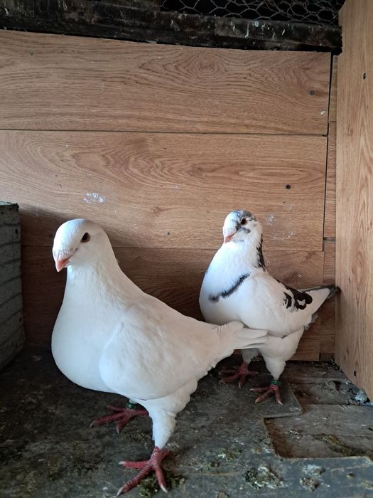 Porumbei de vânzare