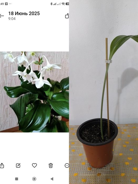 Комнатные красивые цветы.