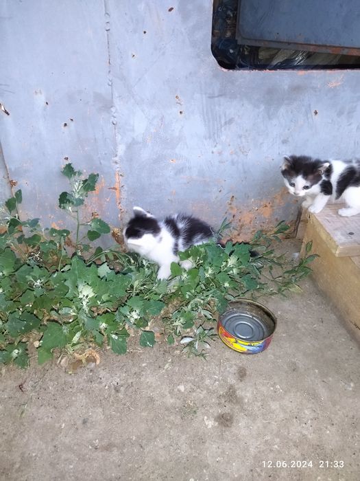 Отдам котят в добрые руки.