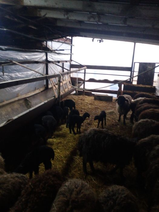 Қозылы қой каракульский