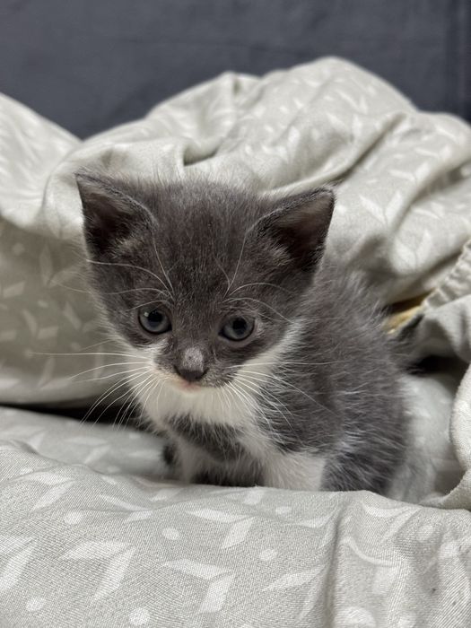 Отдам месячных котят