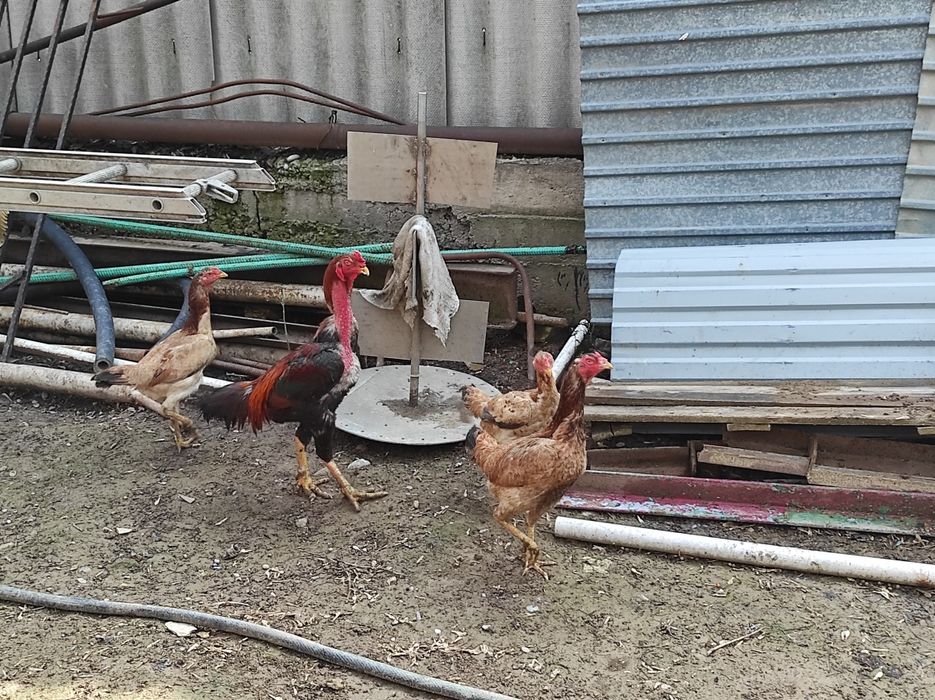 Бойцовый петух с 3 курицами