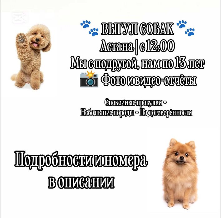 выгул собак в Астане