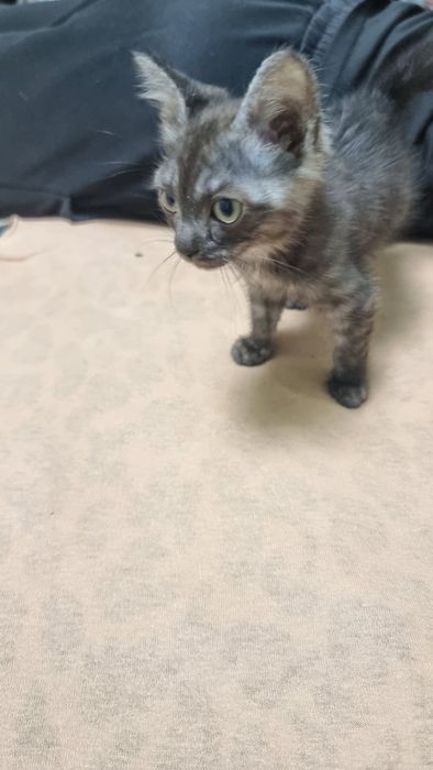 Отдам котят в добрые руки