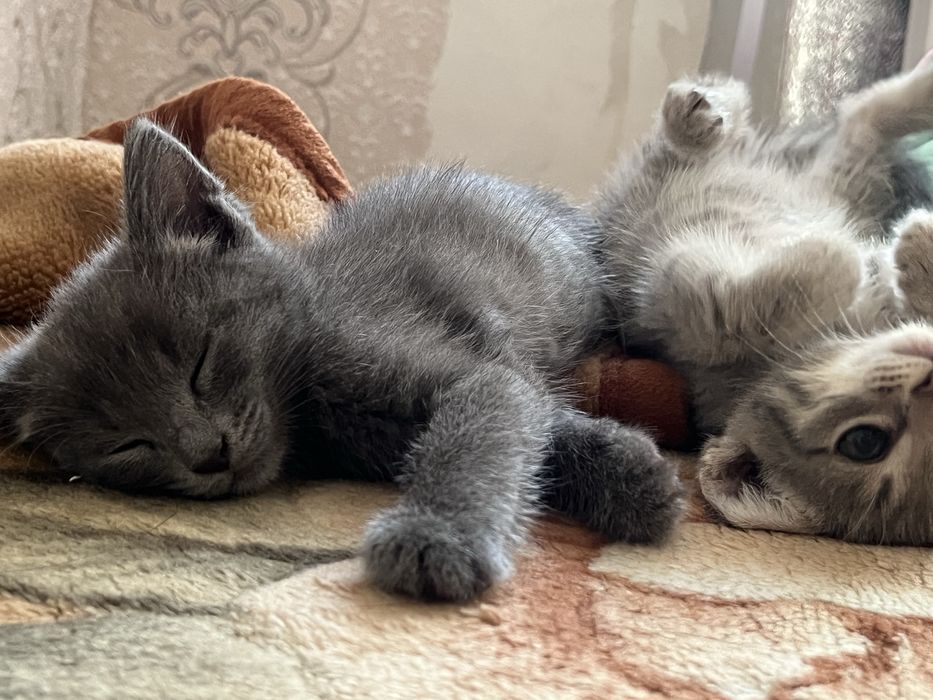 Отдам котят в добрые руки.