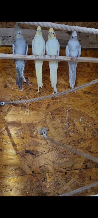 Papagali perusi,nimfe,agarponis gaini cochinchina pitic,australorp