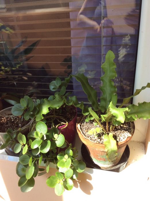 Много цветя