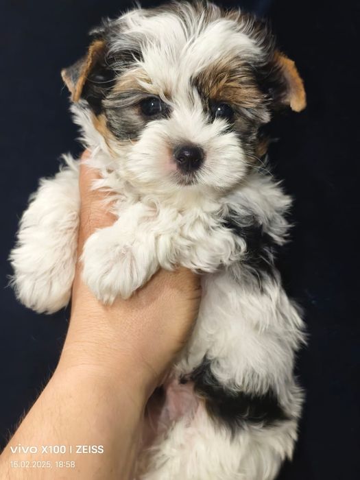 Шикарные щенки биверов.