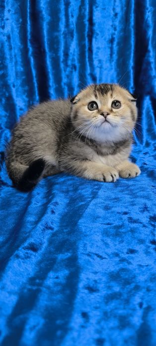 Продам породистых котят