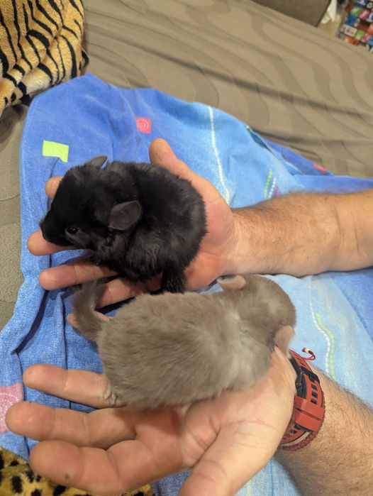 Шиншиллы (шиншилки, шиншилла) раннее бронирование