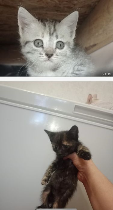 Котята ищут дом