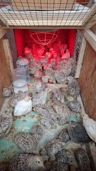 Prepelite Jumbo Gold
