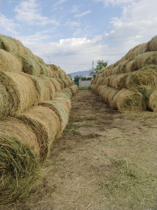 Продам сено люцерна в рулонах
