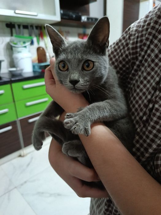 Отдам котят в добрые руки