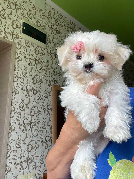 Продаётся щенок мальтезе, мальчик