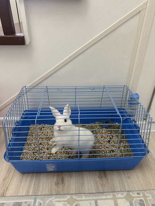 Продам декоративного крольченка