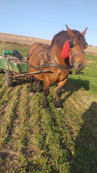 Vand iapă gestanta