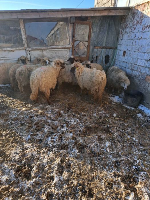 Vând 10 oi gestante