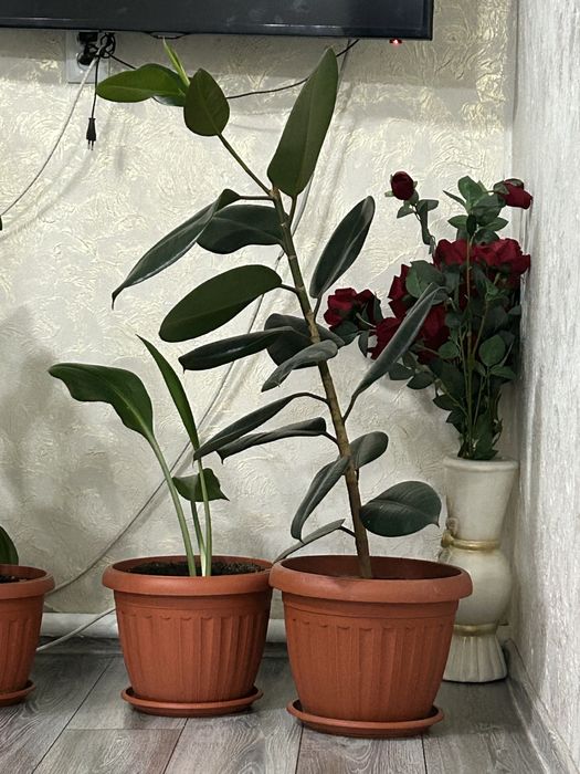 Комнатные цветы