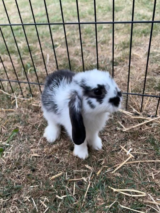 Vand iepurasi pitic minilop si lionlop