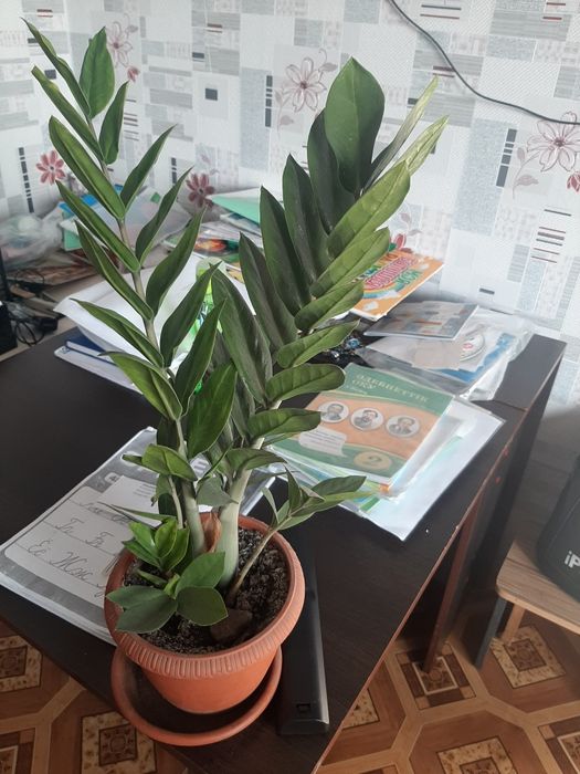 Долларовое дерево