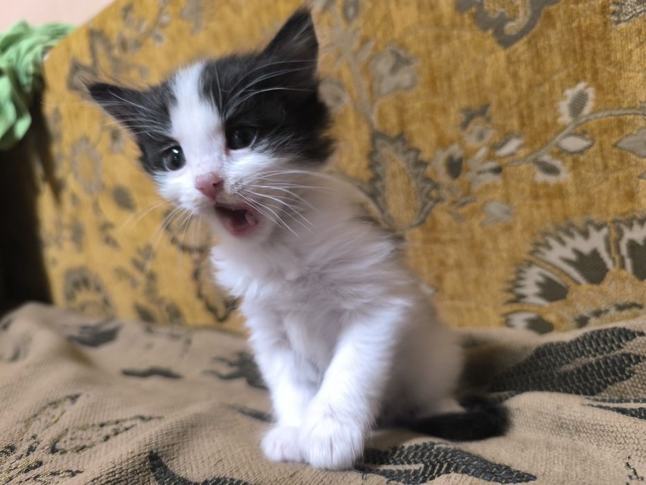 Котята , отдам в добрые руки