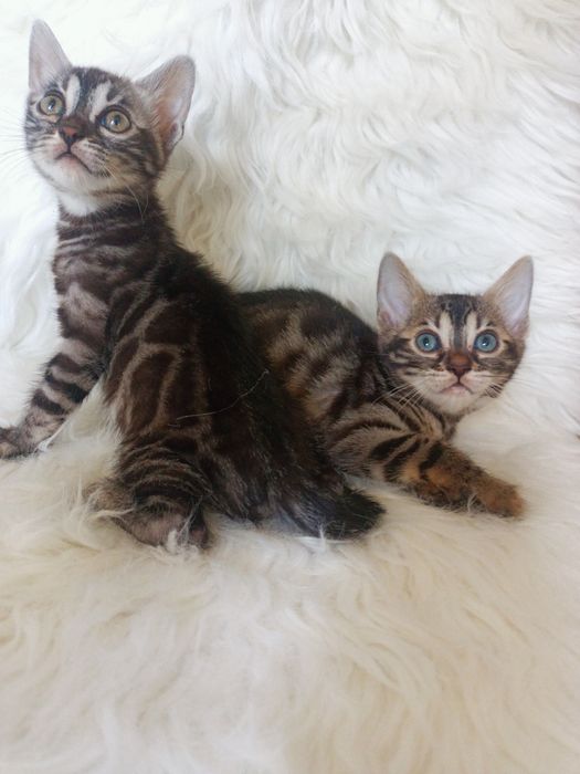 Продаюся котята бенгальской породы.девочки