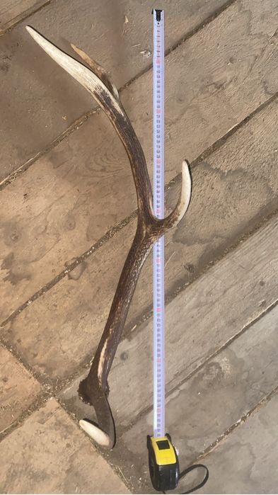 Corn cerb maturitate