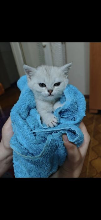 Котята Шиншилла серебро