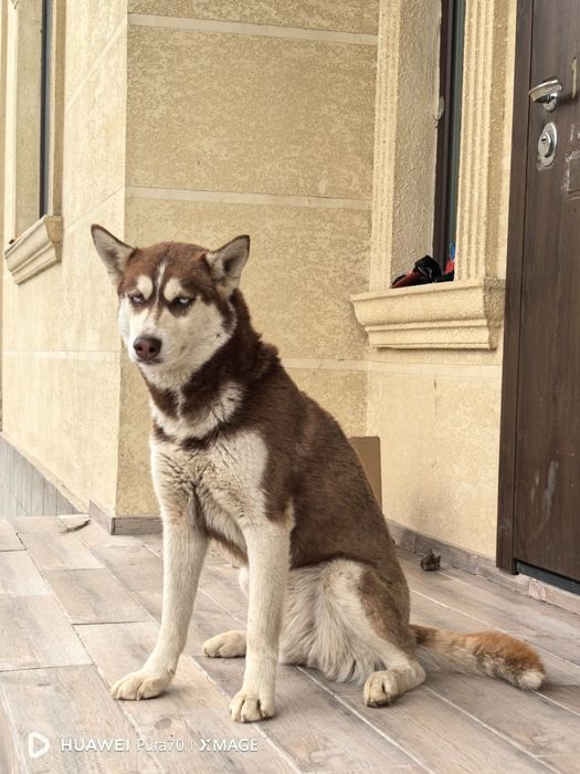 Продам хорошего друга семьи