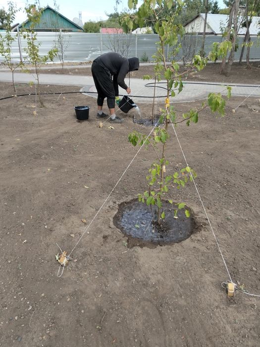 Благоустройство территории