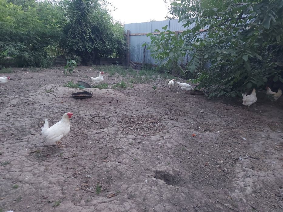 Белые легорн домашние