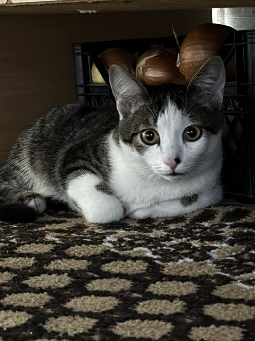 отдам котенка в хорошие руки