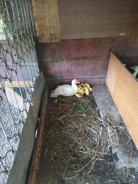 Продам индаутку с утятами