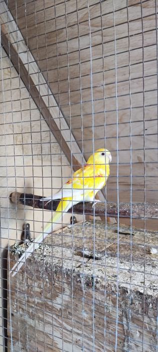 Papugay sotiladi rubin pepshi