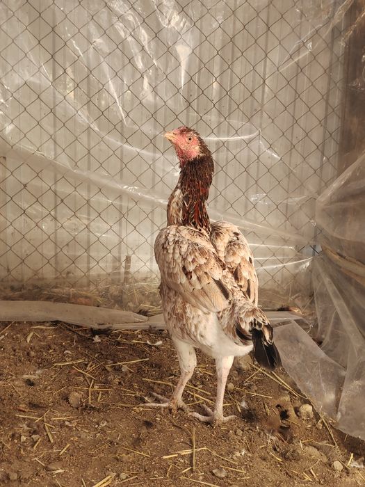 Үштіктегі әйелдің порно фотосы