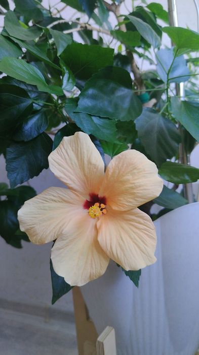 Продам гибискус персикового цвета.