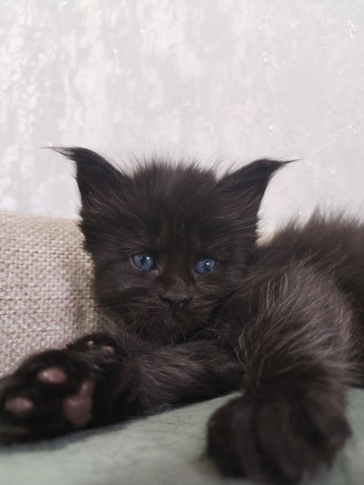 Котята Мейн-куны с документами