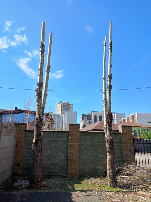 Спил дерево и клонирование санитарной обрезки.