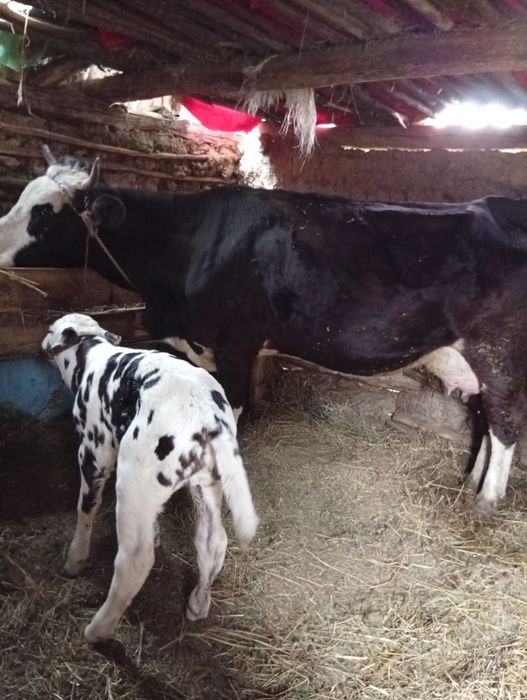 Vacă cu vițel de vanzare